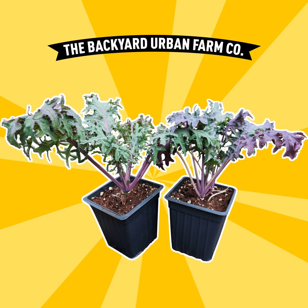 The Backyard Urban Farm Co.