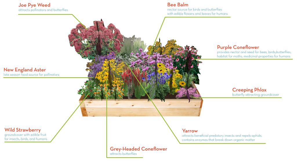 Pollinator Bed